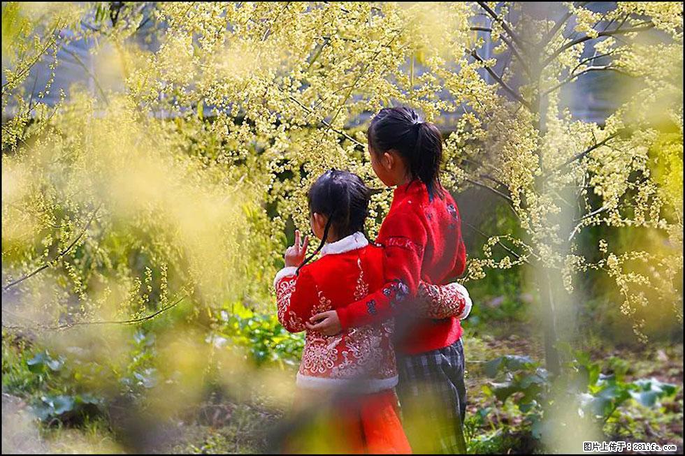 【春天,广西桂林灌阳县向您发出邀请!】米珠山前有片山苍子花在飘香 - 游山玩水 - 天津生活社区 - 天津28生活网 tj.28life.com