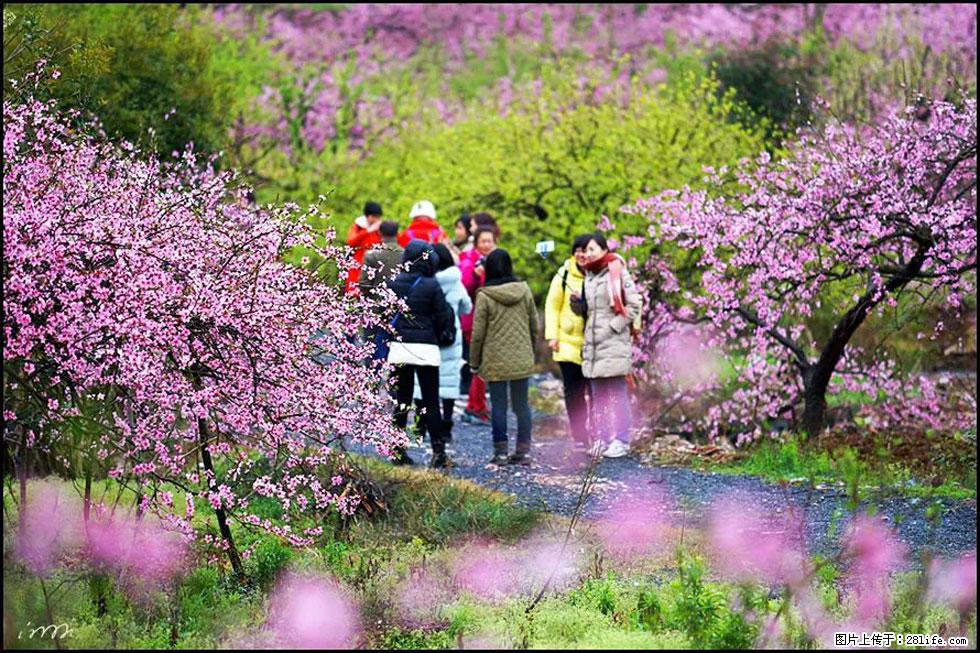 【春天,广西桂林灌阳县向您发出邀请!】官庄村有个醉美的桃花园 - 游山玩水 - 天津生活社区 - 天津28生活网 tj.28life.com