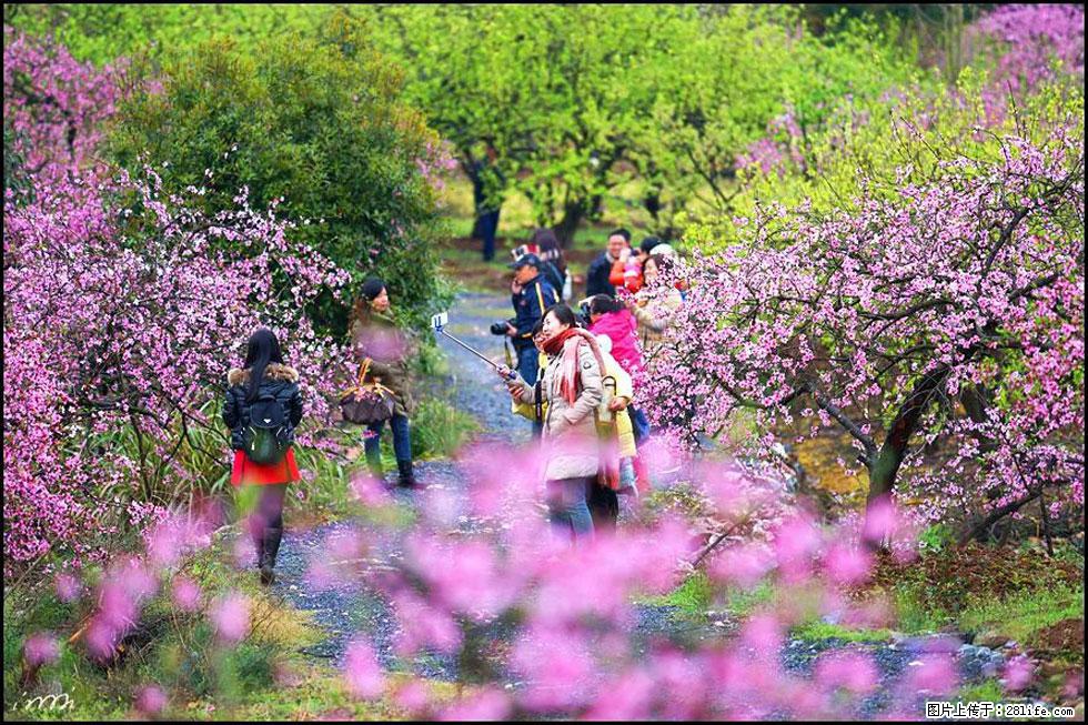 【春天,广西桂林灌阳县向您发出邀请!】官庄村有个醉美的桃花园 - 游山玩水 - 天津生活社区 - 天津28生活网 tj.28life.com
