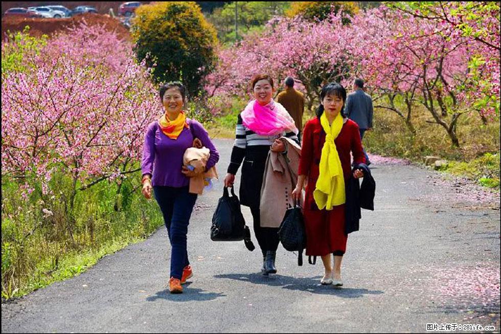 【春天,广西桂林灌阳县向您发出邀请!】官庄村有个醉美的桃花园 - 游山玩水 - 天津生活社区 - 天津28生活网 tj.28life.com