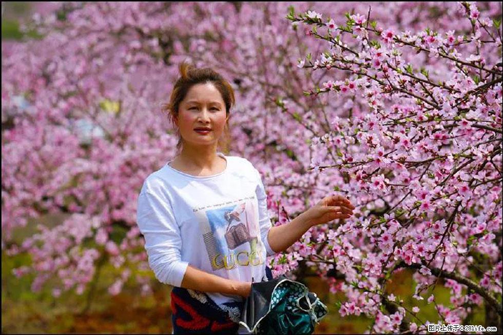【春天,广西桂林灌阳县向您发出邀请!】官庄村有个醉美的桃花园 - 游山玩水 - 天津生活社区 - 天津28生活网 tj.28life.com