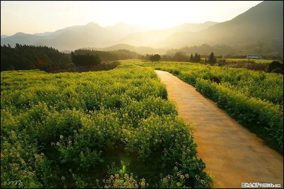 【春天,广西桂林灌阳县向您发出邀请!】长坪村油菜盛情花开 - 游山玩水 - 天津生活社区 - 天津28生活网 tj.28life.com