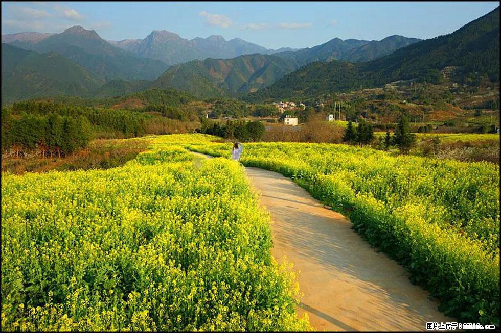 【春天,广西桂林灌阳县向您发出邀请!】长坪村油菜盛情花开 - 游山玩水 - 天津生活社区 - 天津28生活网 tj.28life.com