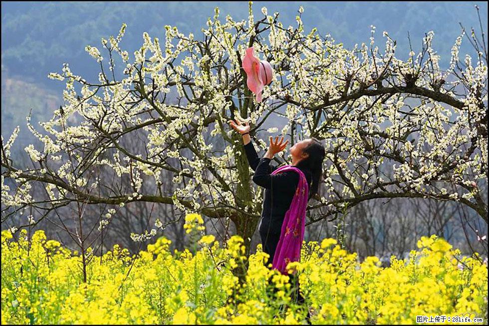 【春天,广西桂林灌阳县向您发出邀请!】长坪村油菜盛情花开 - 游山玩水 - 天津生活社区 - 天津28生活网 tj.28life.com