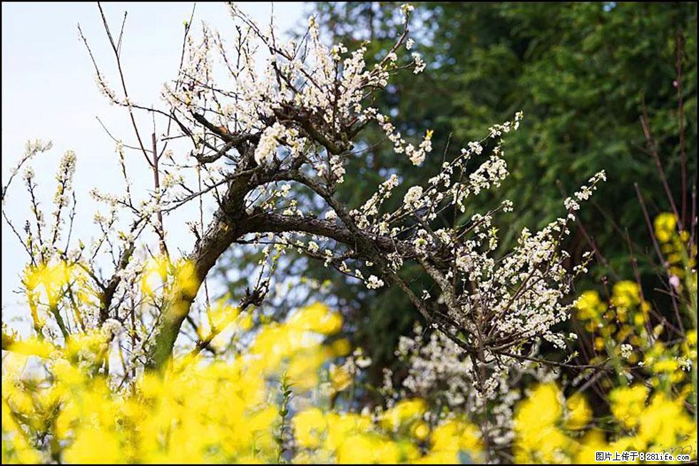 【春天,广西桂林灌阳县向您发出邀请!】长坪村油菜盛情花开 - 游山玩水 - 天津生活社区 - 天津28生活网 tj.28life.com