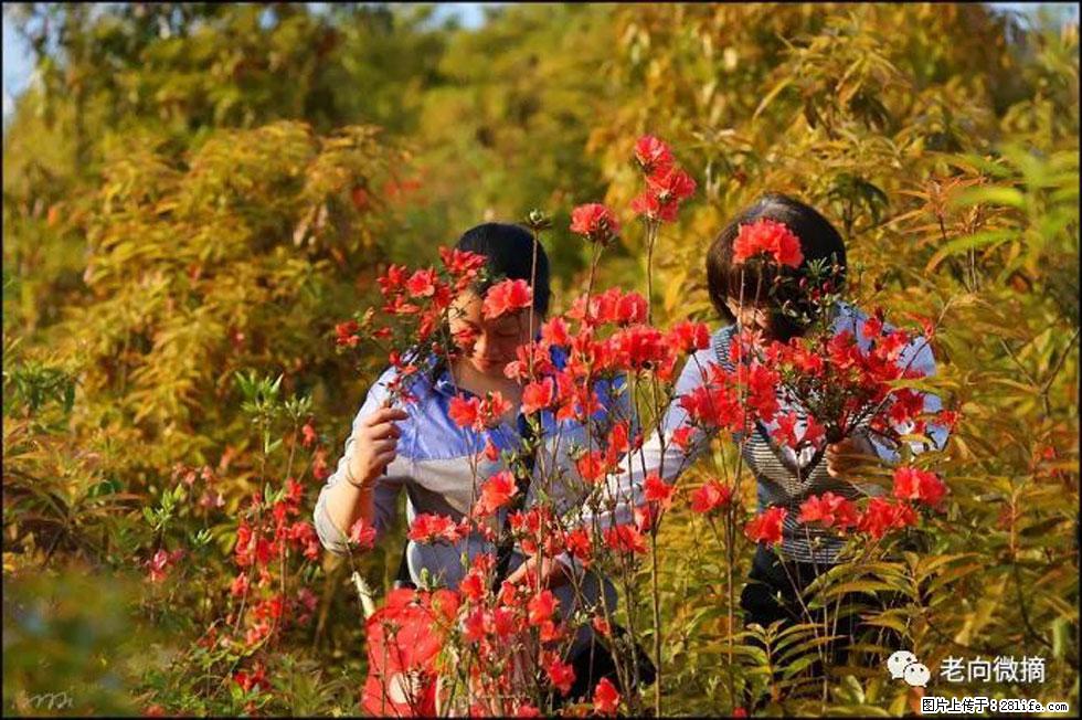 【春天,广西桂林灌阳县向您发出邀请!】登麒麟山,相约映山红 - 游山玩水 - 天津生活社区 - 天津28生活网 tj.28life.com