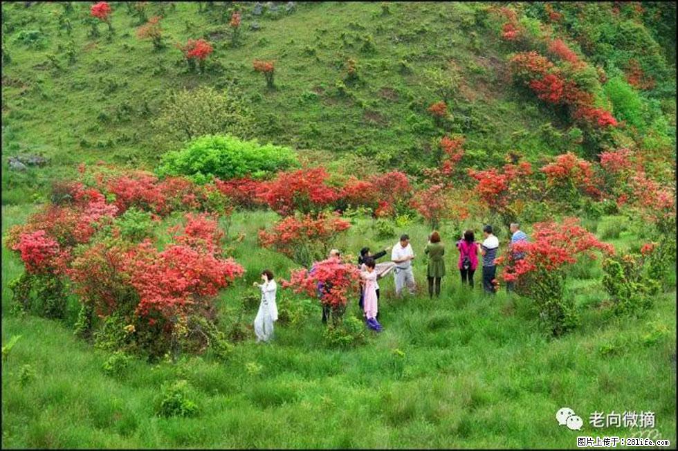 【春天，广西桂林灌阳县向您发出邀请！】宝盖山上映山红 - 游山玩水 - 天津生活社区 - 天津28生活网 tj.28life.com