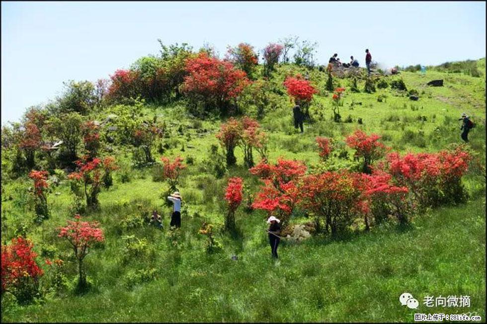 【春天，广西桂林灌阳县向您发出邀请！】宝盖山上映山红 - 游山玩水 - 天津生活社区 - 天津28生活网 tj.28life.com