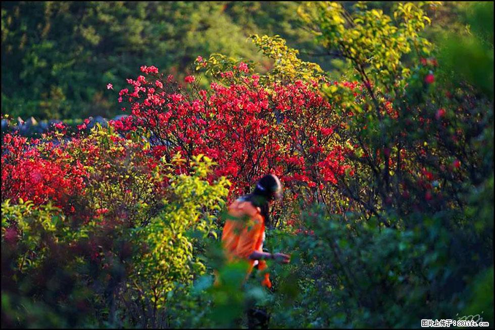 【春天，广西桂林灌阳县向您发出邀请！】春木界上映山红 - 游山玩水 - 天津生活社区 - 天津28生活网 tj.28life.com