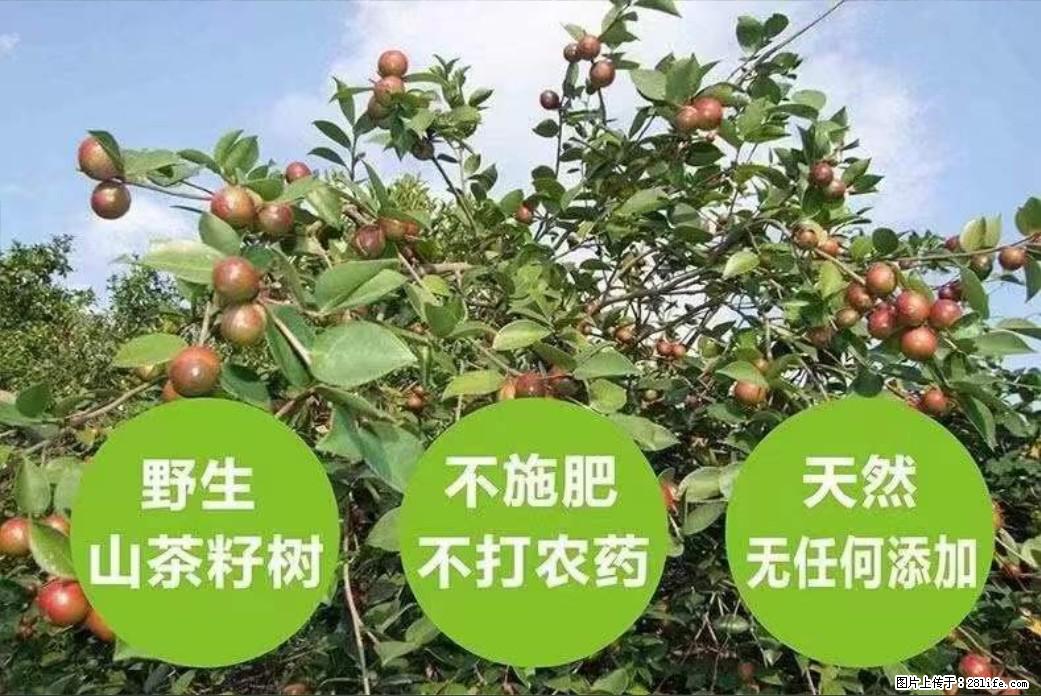 【灌阳县油茶产业示范区】一个有着充实的精神生活的人,对待身外之物自会有一种淡泊的态度 - 土特产 - 饮食特产 - 天津分类信息 - 天津28生活网 tj.28life.com