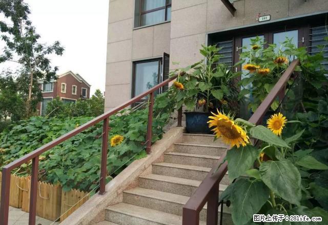 奕聪花园带院子地下一层 6室 4厅 3卫 做教育办公都可以 - 房屋出租 - 房屋租售 - 天津分类信息 - 天津28生活网 tj.28life.com