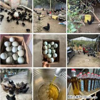 油茶园从小鸡仔开始养起的纯土鸡、土鸡蛋可以预定啦！还有前几天刚榨的纯山茶油哦 - 天津28生活网 tj.28life.com