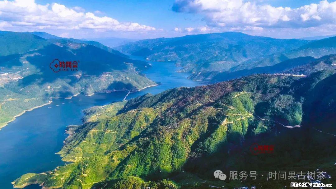 时间果百年古树龙珠普洱生茶 - 购物交流 - 天津生活社区 - 天津28生活网 tj.28life.com