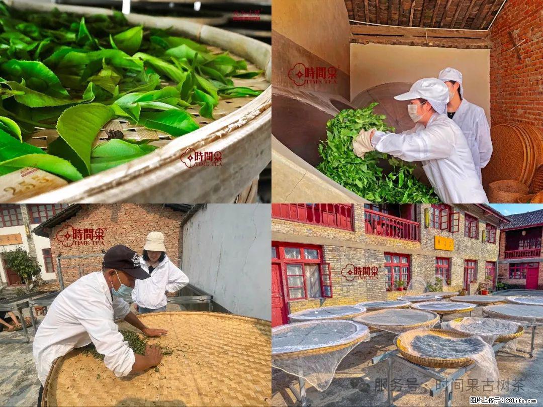 时间果百年古树龙珠普洱生茶 - 购物交流 - 天津生活社区 - 天津28生活网 tj.28life.com