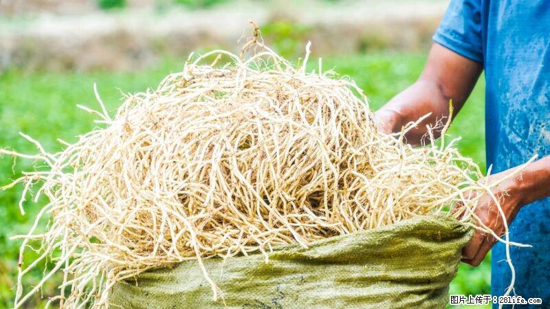 堪称“最难吃”的蔬菜,却是 “抗辐射神器”,还能护肺、清热、止咳化痰! - 天津生活资讯 - 天津28生活网 tj.28life.com