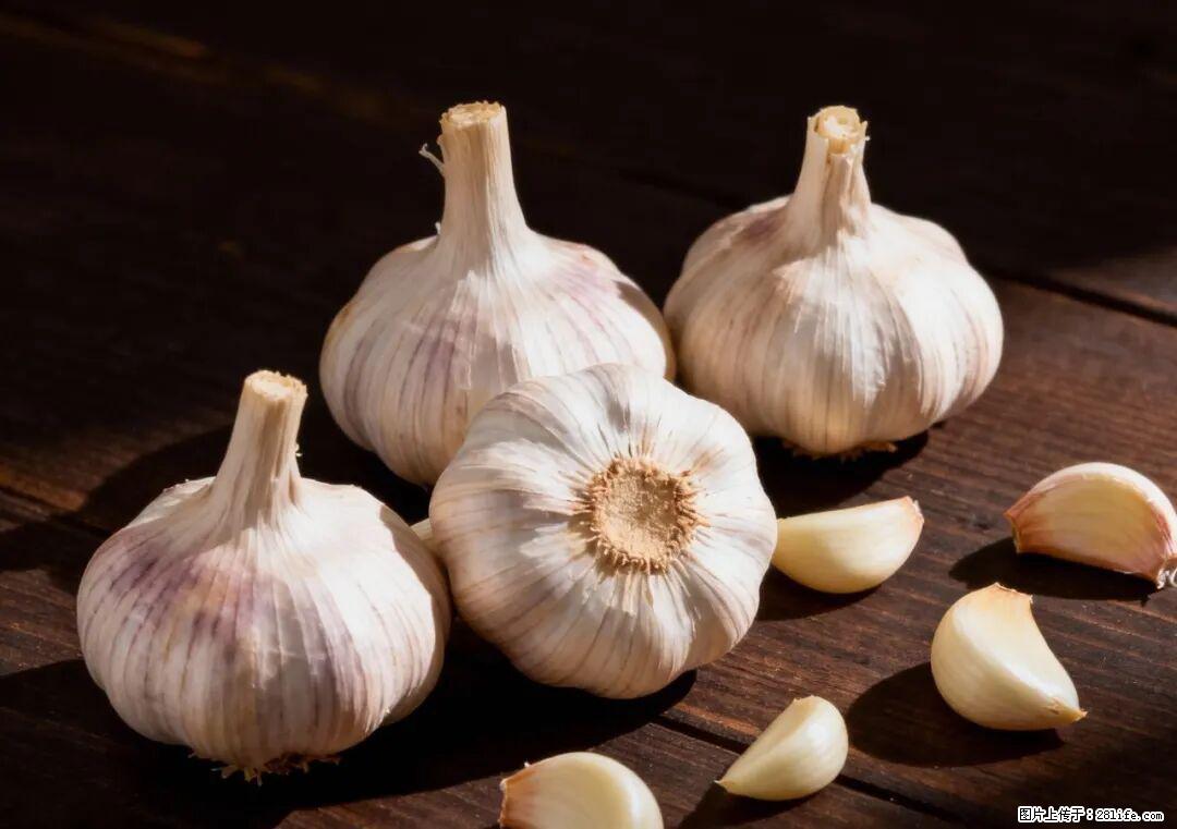 关于大蒜，除了“天然抗生素”，这4个谣言更该警惕! - 天津生活资讯 - 天津28生活网 tj.28life.com