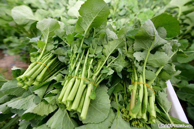 这些蔬菜是“天然钙片”，这6种被医生重点推荐 - 天津生活资讯 - 天津28生活网 tj.28life.com